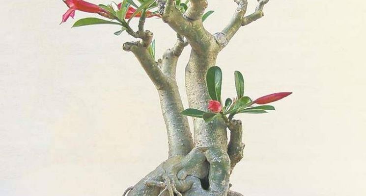 Piccolo bonsai di rose in fase di crescita