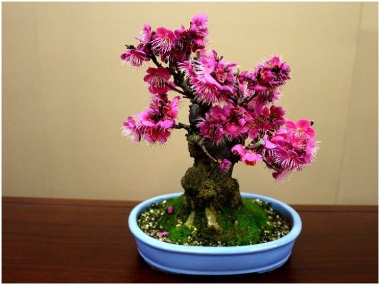 Bonsai di rose da interno