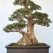 come creare un bonsai