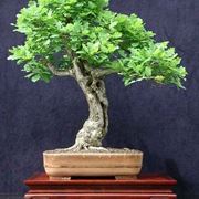 bonsai quercia 