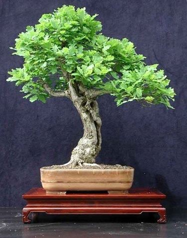 bonsai quercia 