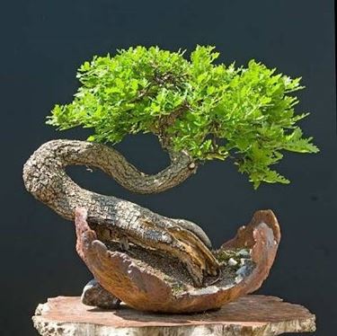 bonsai quercia curvo 