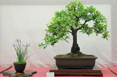 bonsai foglie 