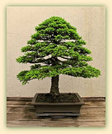 Bonsai di abete completamente maturo