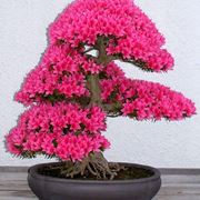 bonsai azalea 