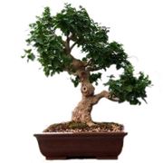 bonsai mandarino 