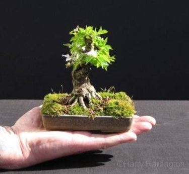 malattie bonsai 