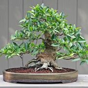 bonsai ficus 