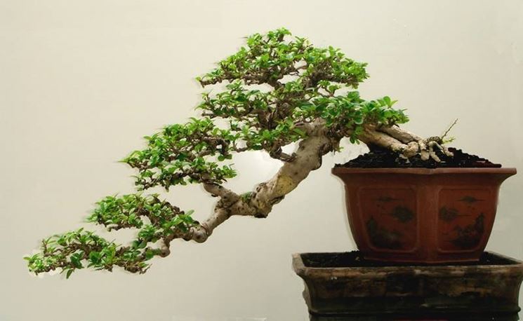 Bonsai stili 