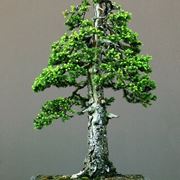 stile bonsai 