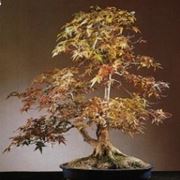 bonsai acero rosso prezzo