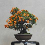 bonsai da frutto 