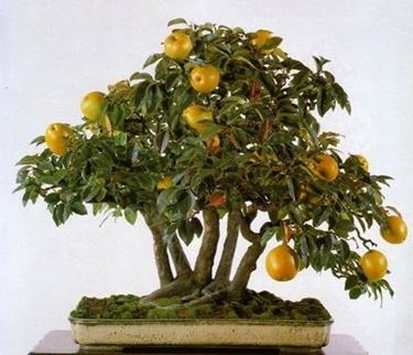 bonsai frutti gialli 