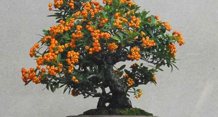 bonsai da frutto 