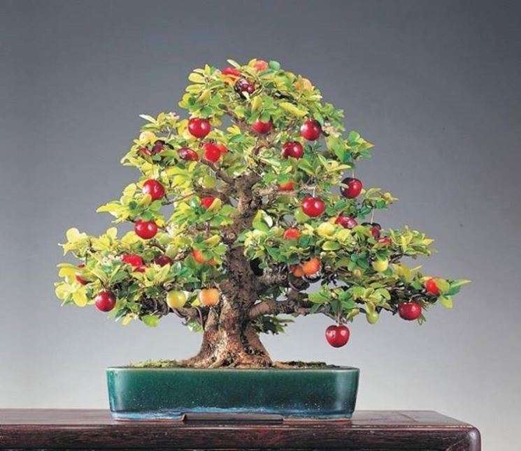 bonsai da frutti rossi 