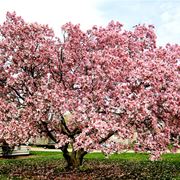 alberi crescita veloce