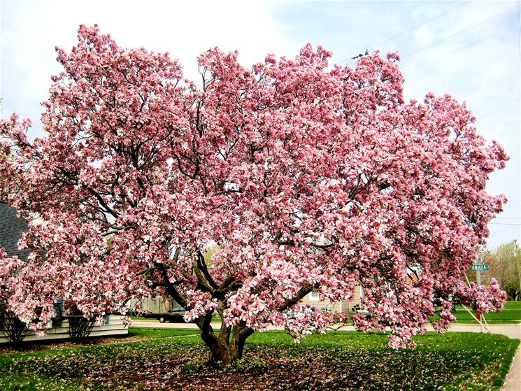 Delle magnolie coltivate lungo un viale, in campagna.