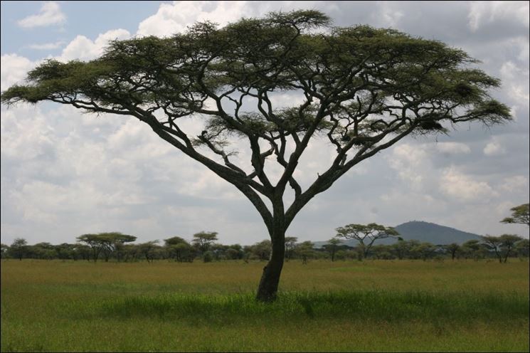 La fioritura dell'acacia truncata.