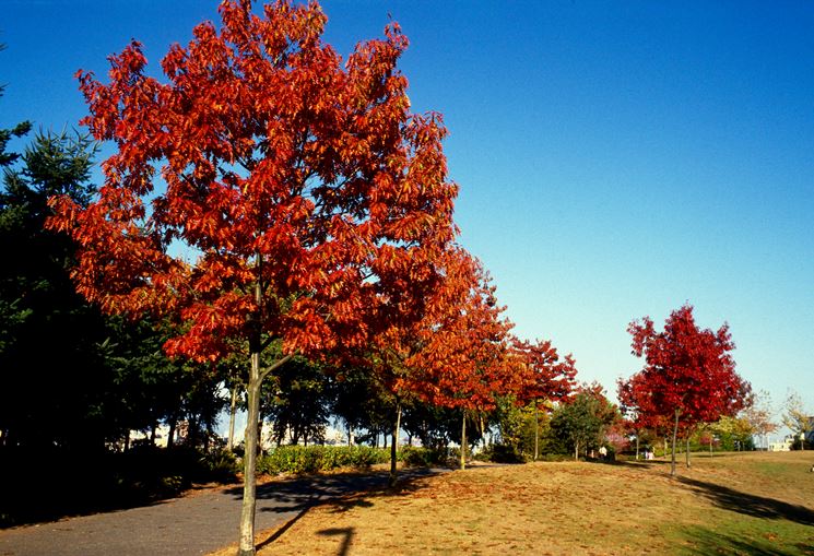 Una quercia rossa americana.