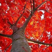 alberi da giardino a crescita rapida