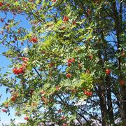 alberi crescita veloce