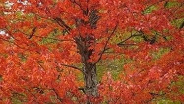 alberi con foglie rosse 