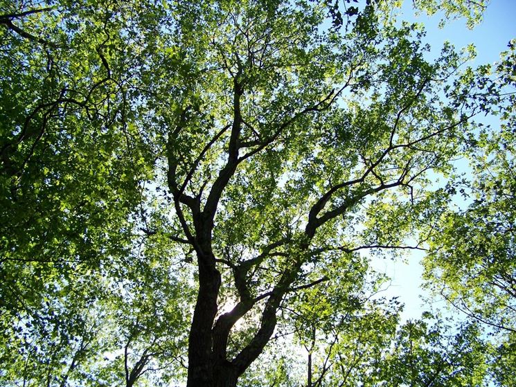 alberi caducifoglie 