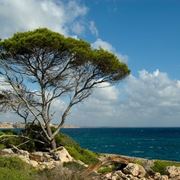 Alberi mediterranei