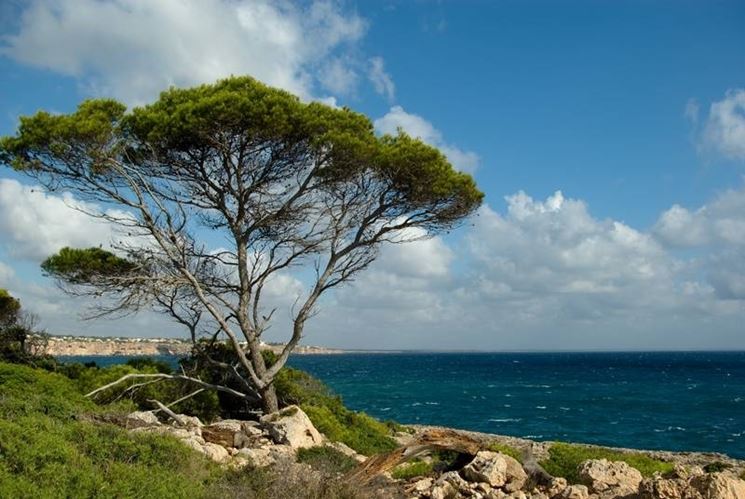 Alberi mediterranei