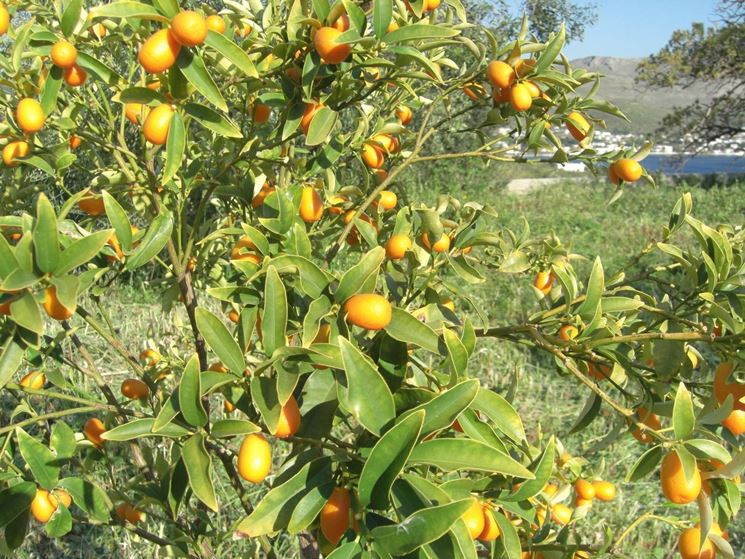 Pianta di mandarino cinese