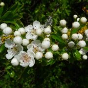 Come coltivare il biancospino 