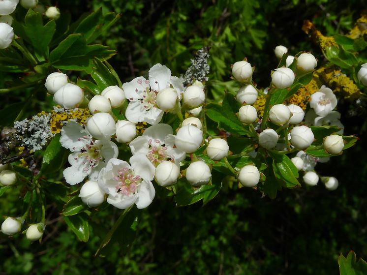 Come coltivare il biancospino 