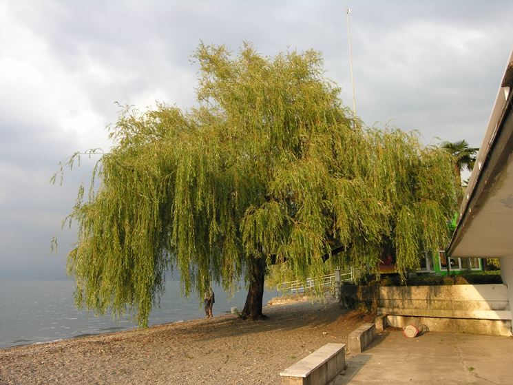 albero di salice piangente