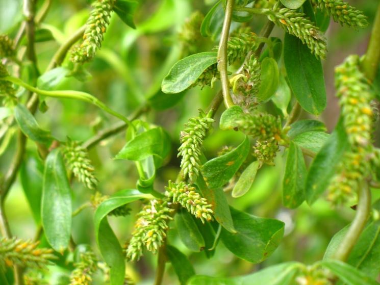 pianta salix babylonica