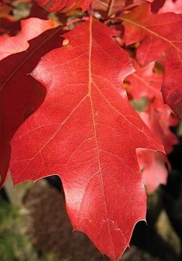 Quercia rossa in Italia