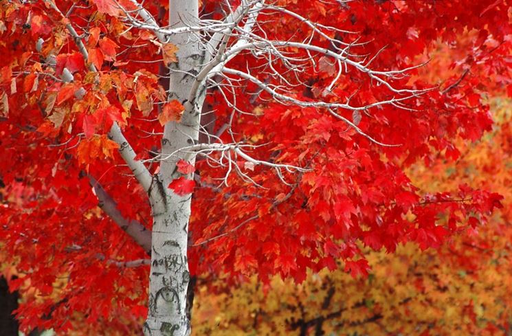 Quercia rossa