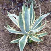 agave1