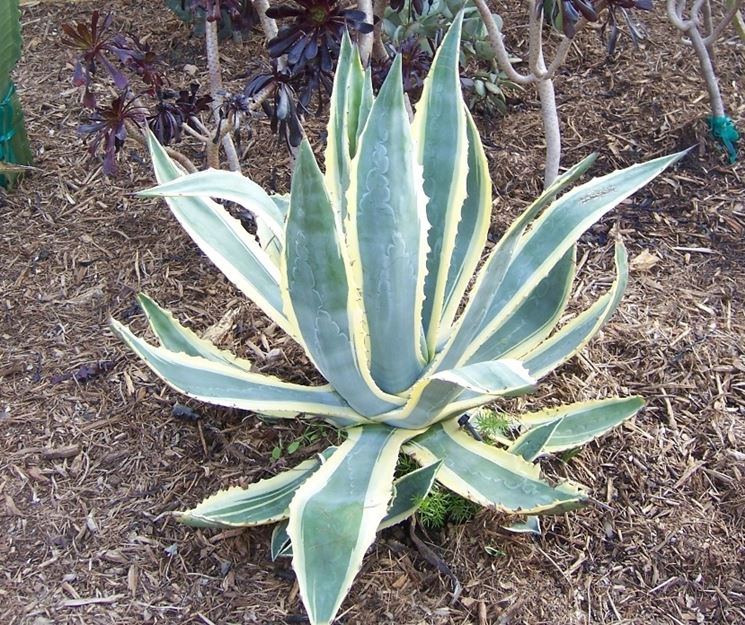 agave1