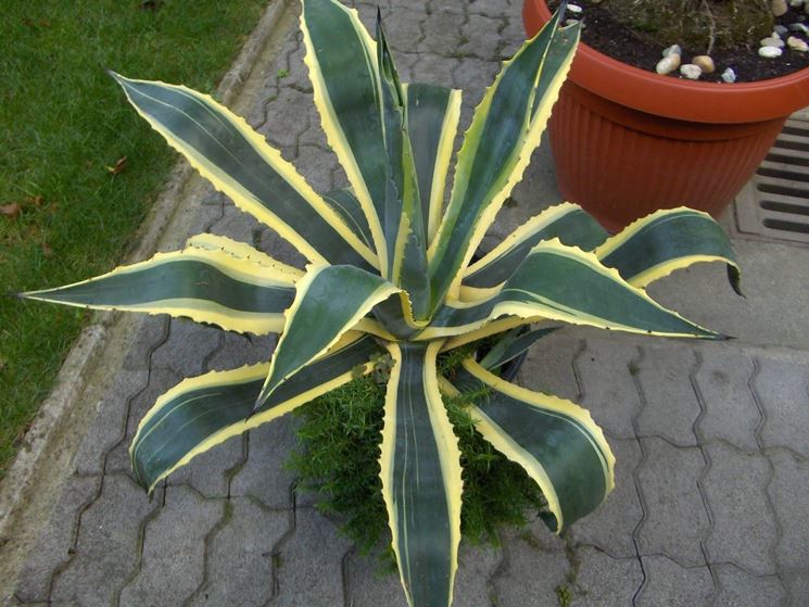 agave