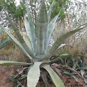 Piante succulente: un'agave americana