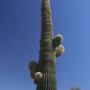 cactus gigante 