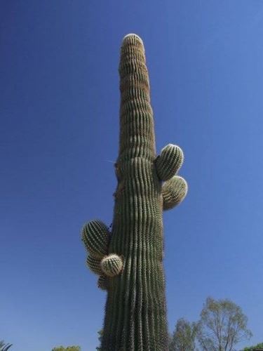 cactus gigante 