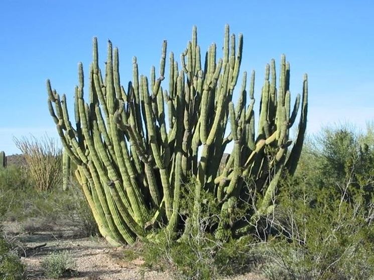 cactus gigantesco deserto