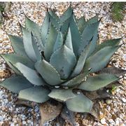 agave attenuata1