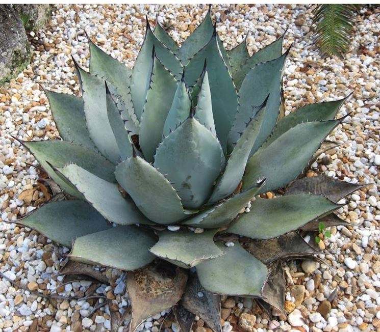 agave attenuata1