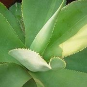 agave attenuata