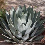 specie di agave 