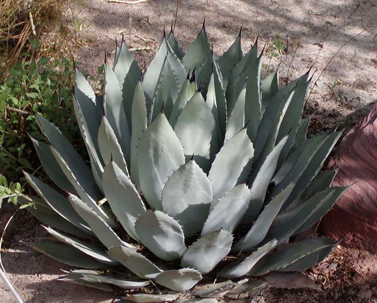 specie di agave 