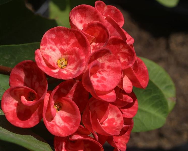 Variet di euphorbia