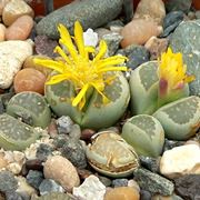 lithops